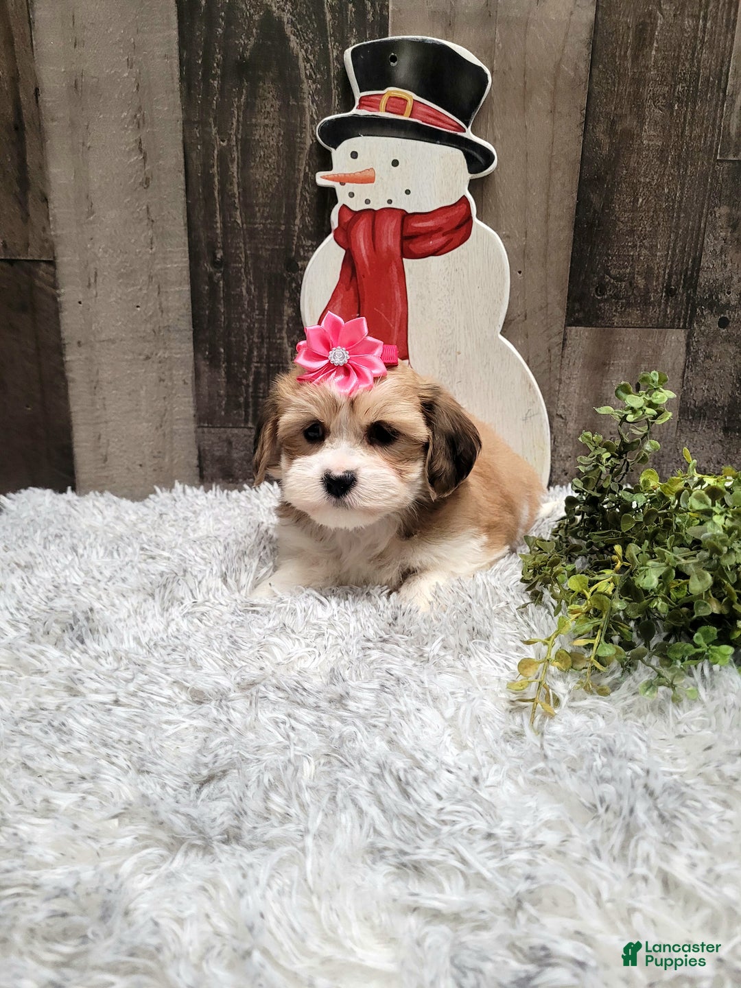 Teddy Bear dogs for sale: Willow - Ad 3