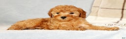 Cavapoo dogs for sale: Astrid - Ad 3