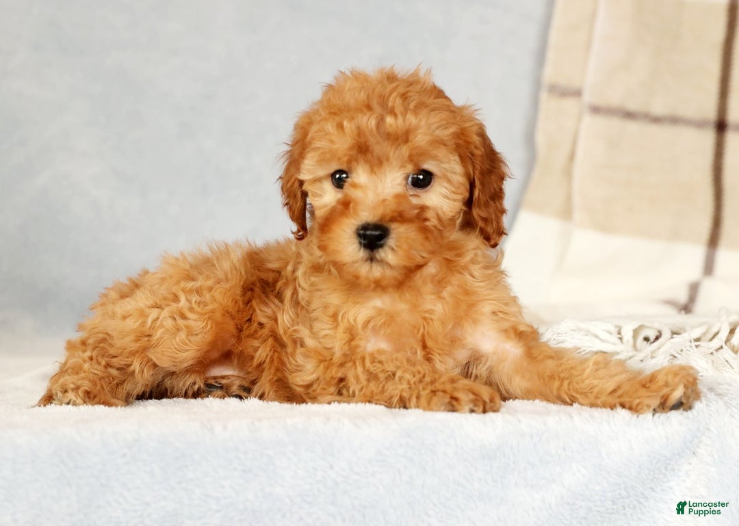 Cavapoo dogs for sale: Astrid - Ad 3