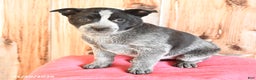 Australian Cattle Dog dogs for sale: Missy - Ad 3