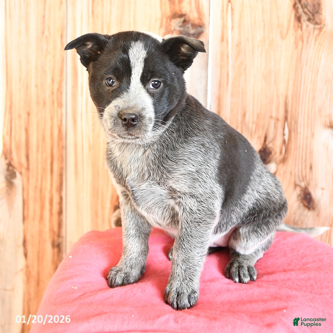 Australian Cattle Dog dogs for sale: Missy - Ad 3