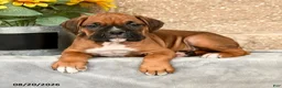 Boxer dogs for sale: Bruno - Ad 3