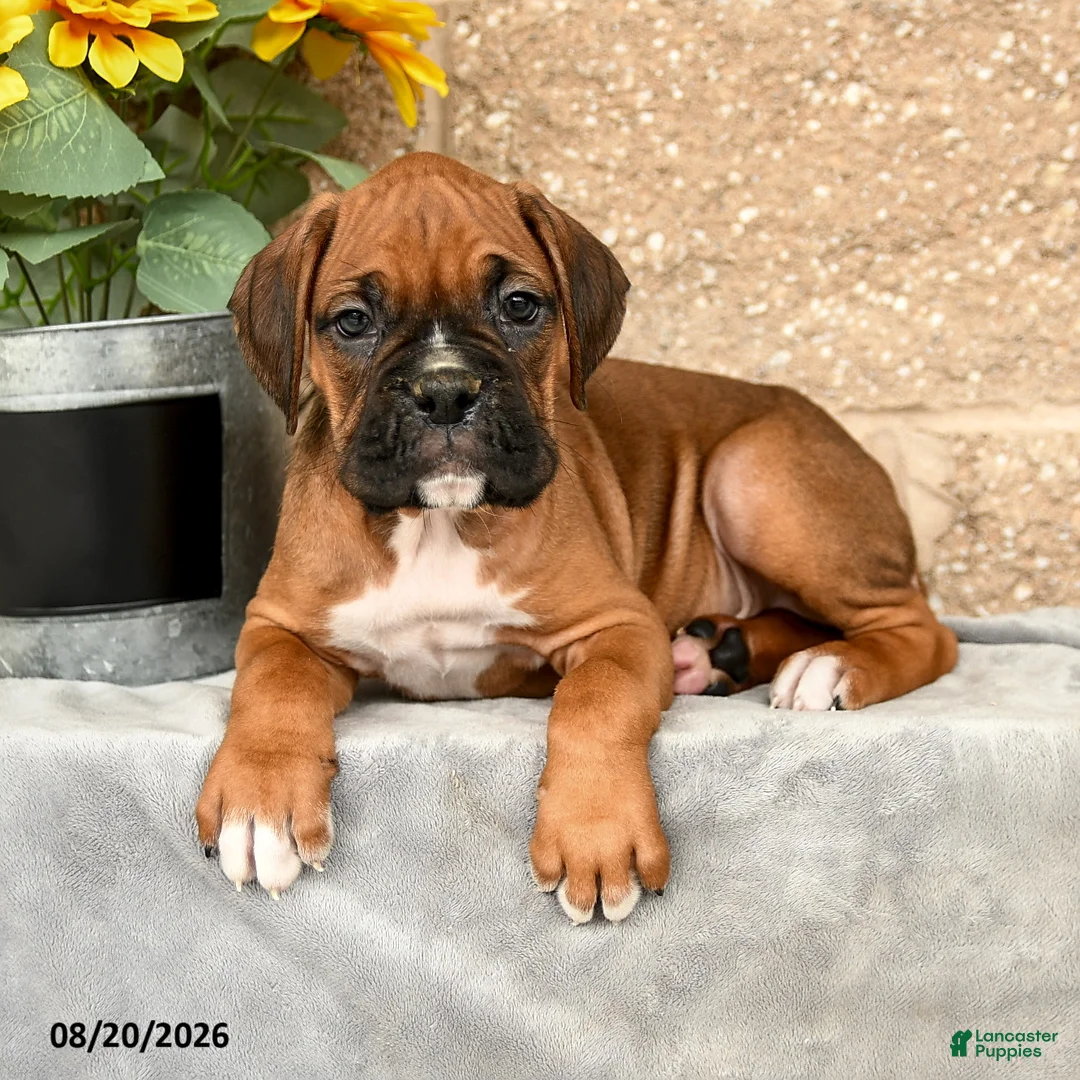 Boxer dogs for sale: Bruno - Ad 3