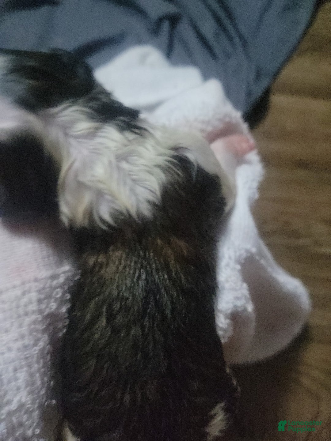 Saint Bernard dogs for sale: Puppy 3 - Ad 40