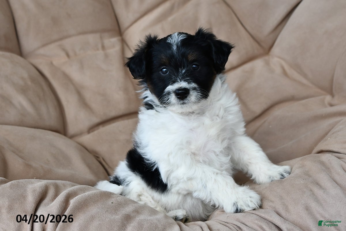 Mixed Breed dogs Dixon - Ad 1