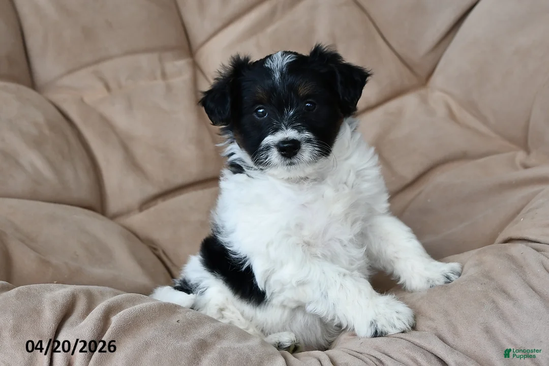 Mixed Breed dogs for sale: Dixon - Ad 1
