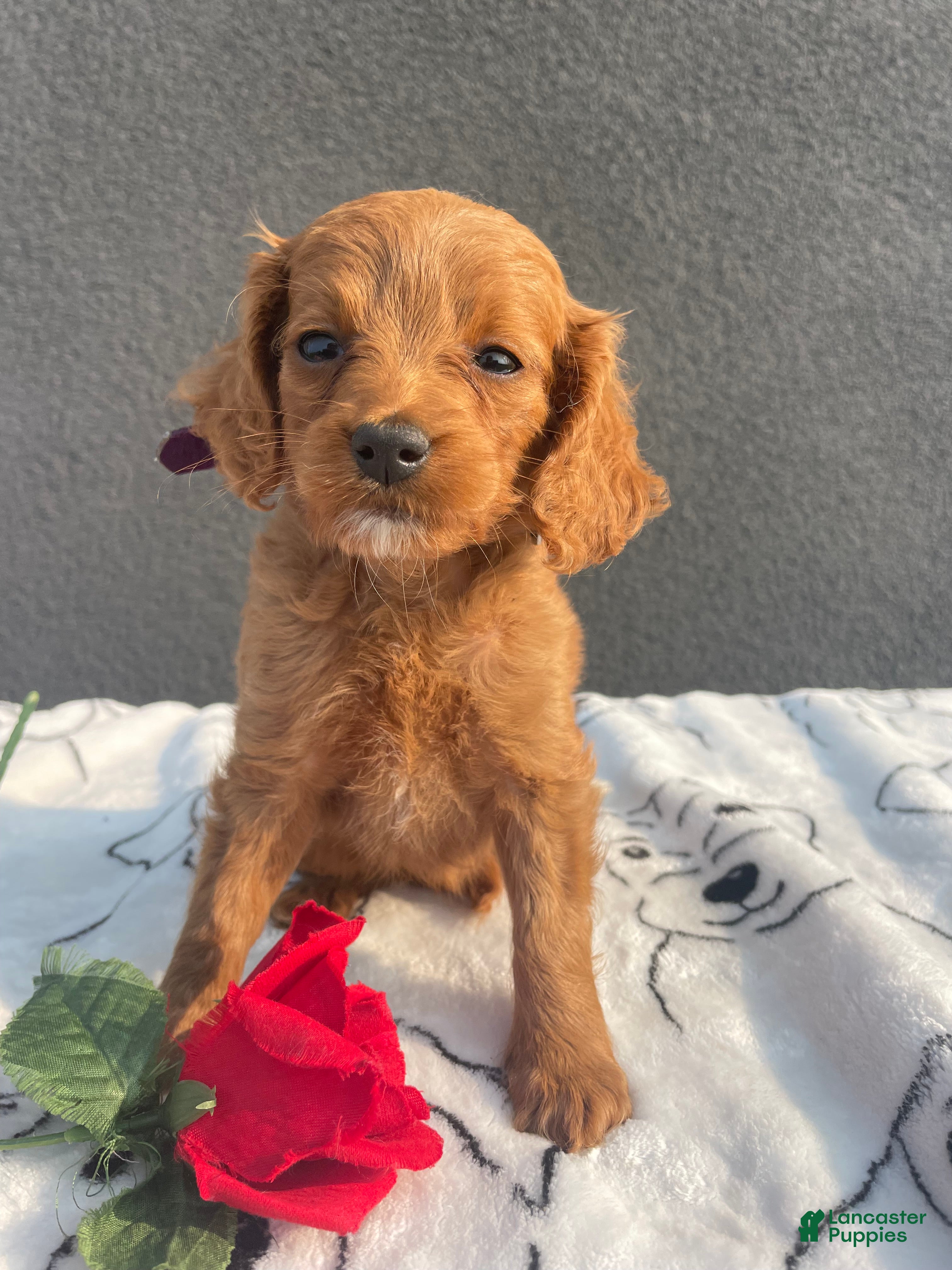 Mixed Breed dogs Lola - Ad 38