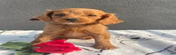 Mixed Breed dogs for sale: Lola - Ad 1