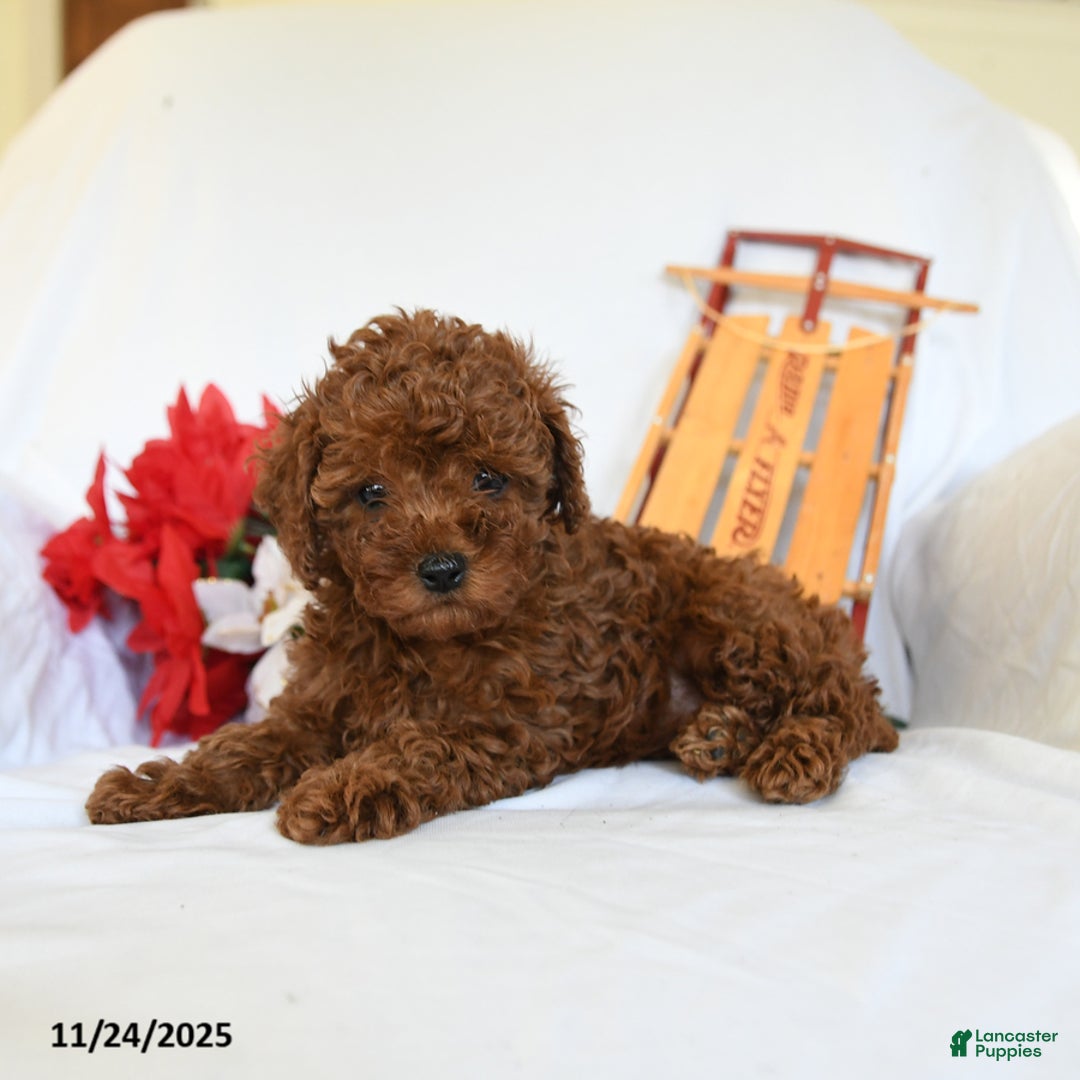 Toy Poodle dogs for sale: Little Girl - Ad 3
