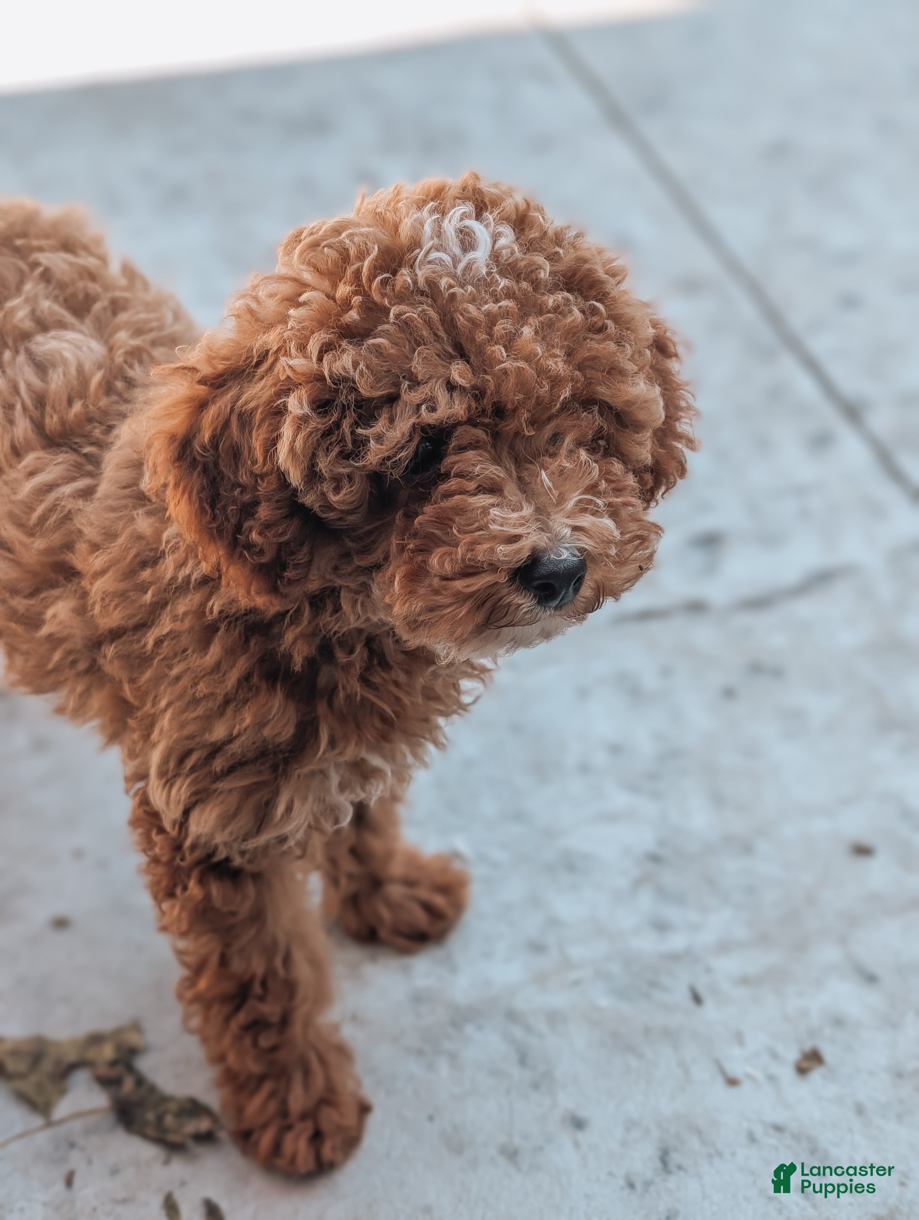 Miniature Poodle dogs Charlie  - Ad 1