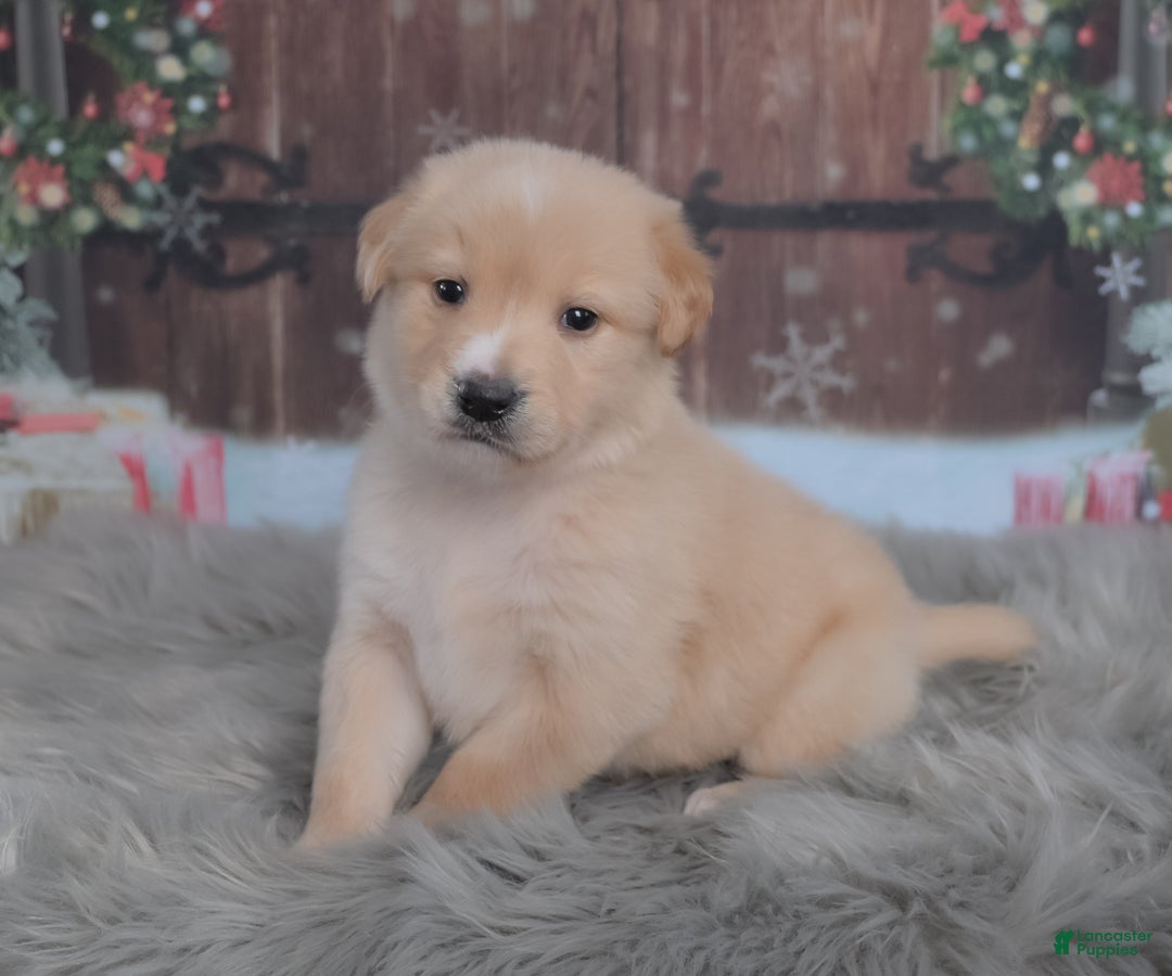 Mixed Breed dogs for sale: Potato  - Ad 2