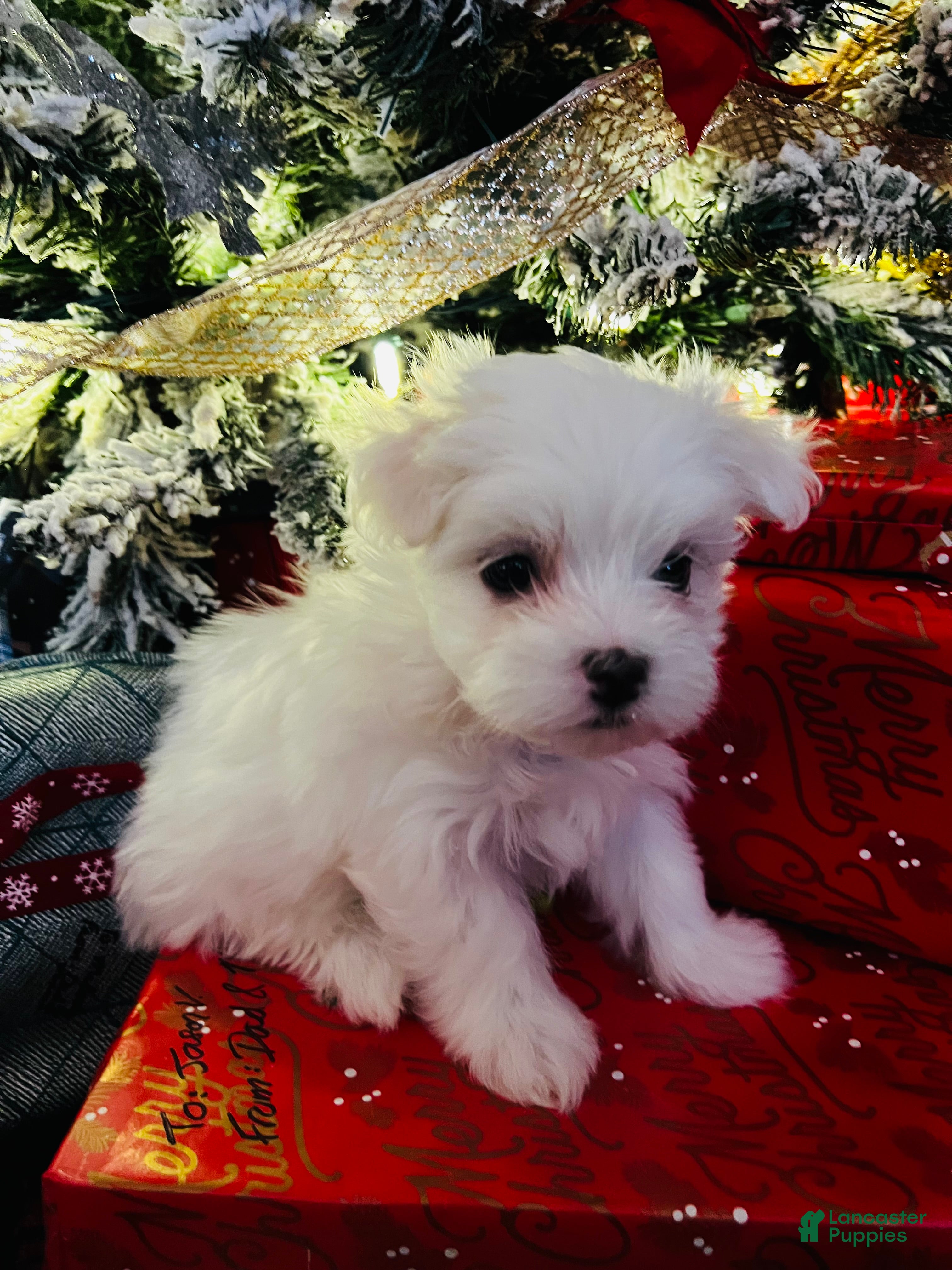 Maltese dogs Peppermint - Ad 8