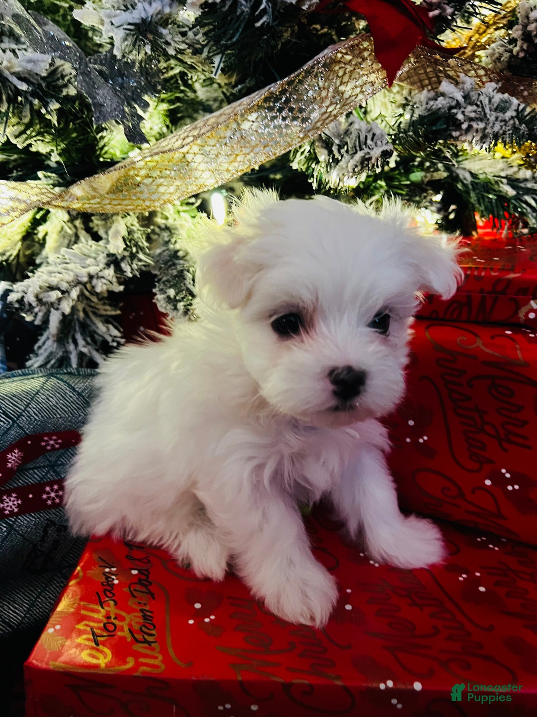 Maltese dogs for sale: Peppermint - Ad 1