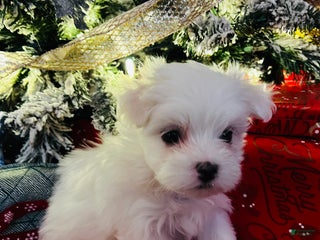 Maltese dogs Peppermint - Ad 8