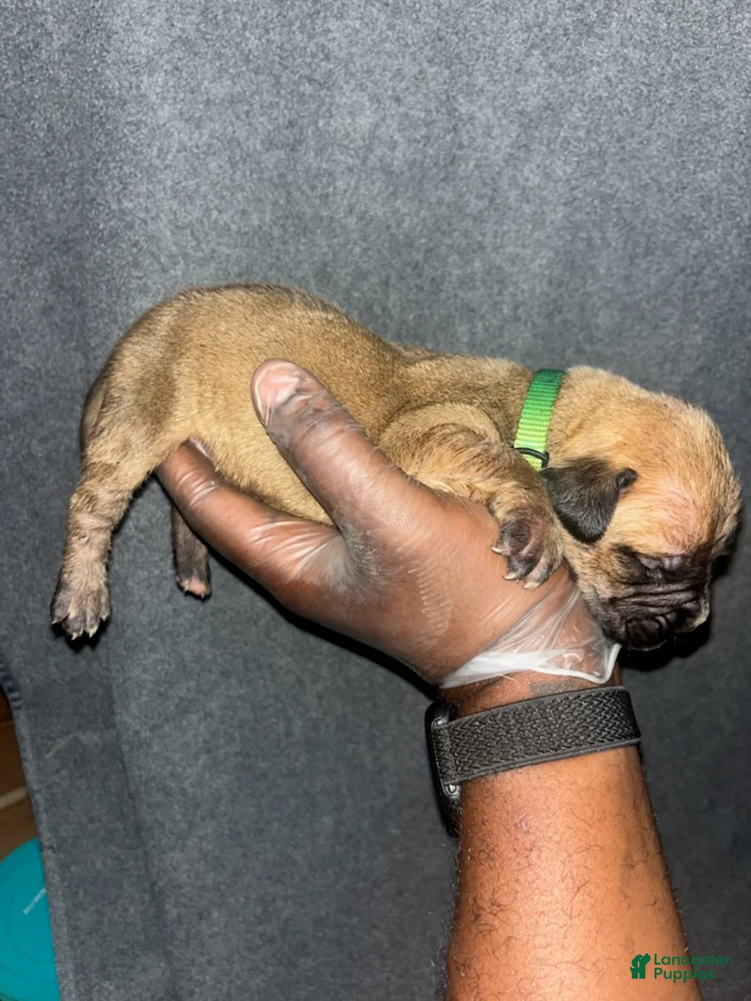 South African Boerboels dogs for sale: Mongo - Ad 2