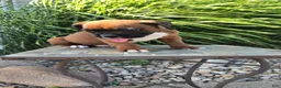 Boxer dogs for sale: Myah - Ad 5