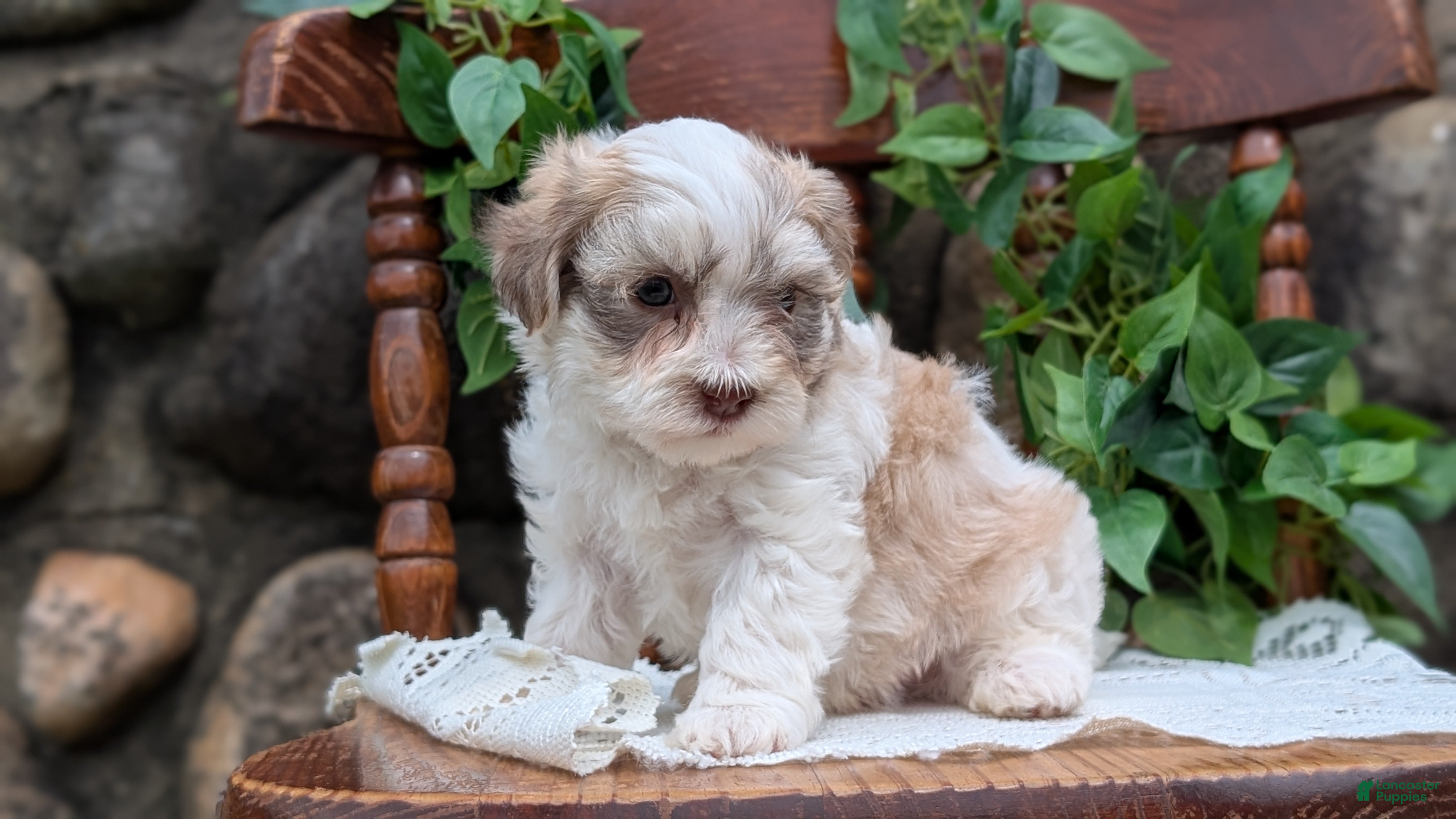 Havanese dogs Niko - Ad 2