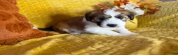 Mixed Breed dogs for sale: Bernard - Ad 2