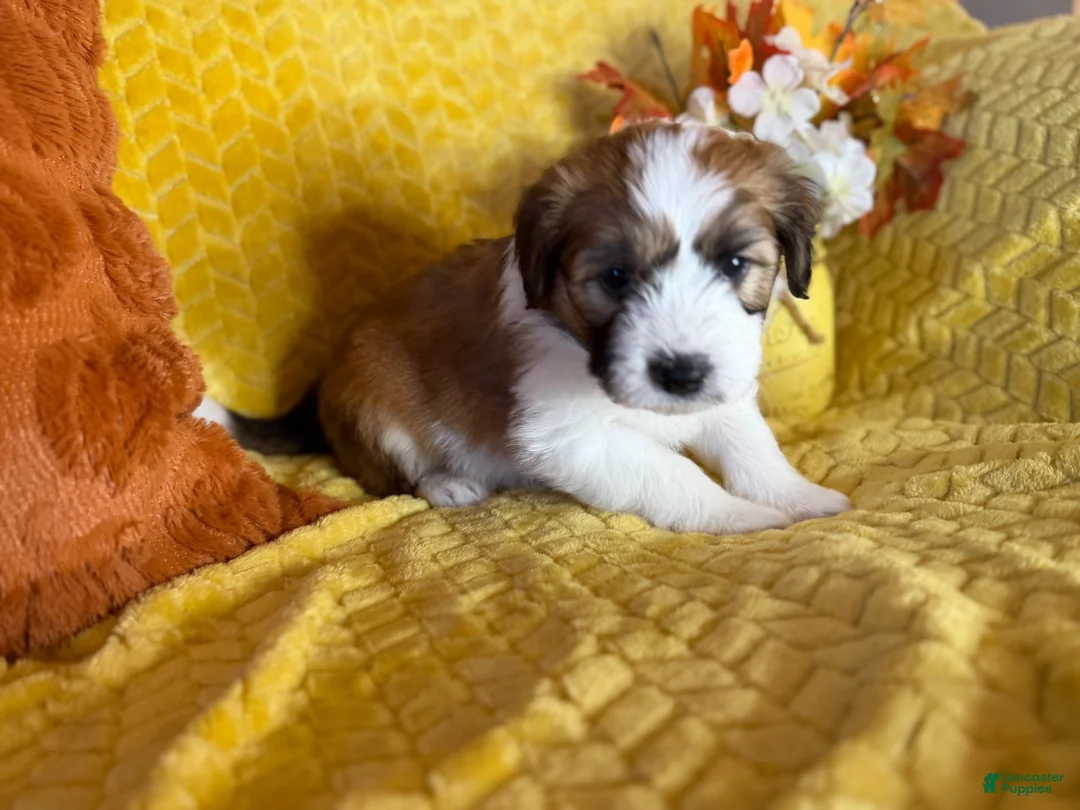 Mixed Breed dogs for sale: Bernard - Ad 2