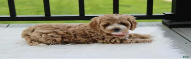 Paisley 