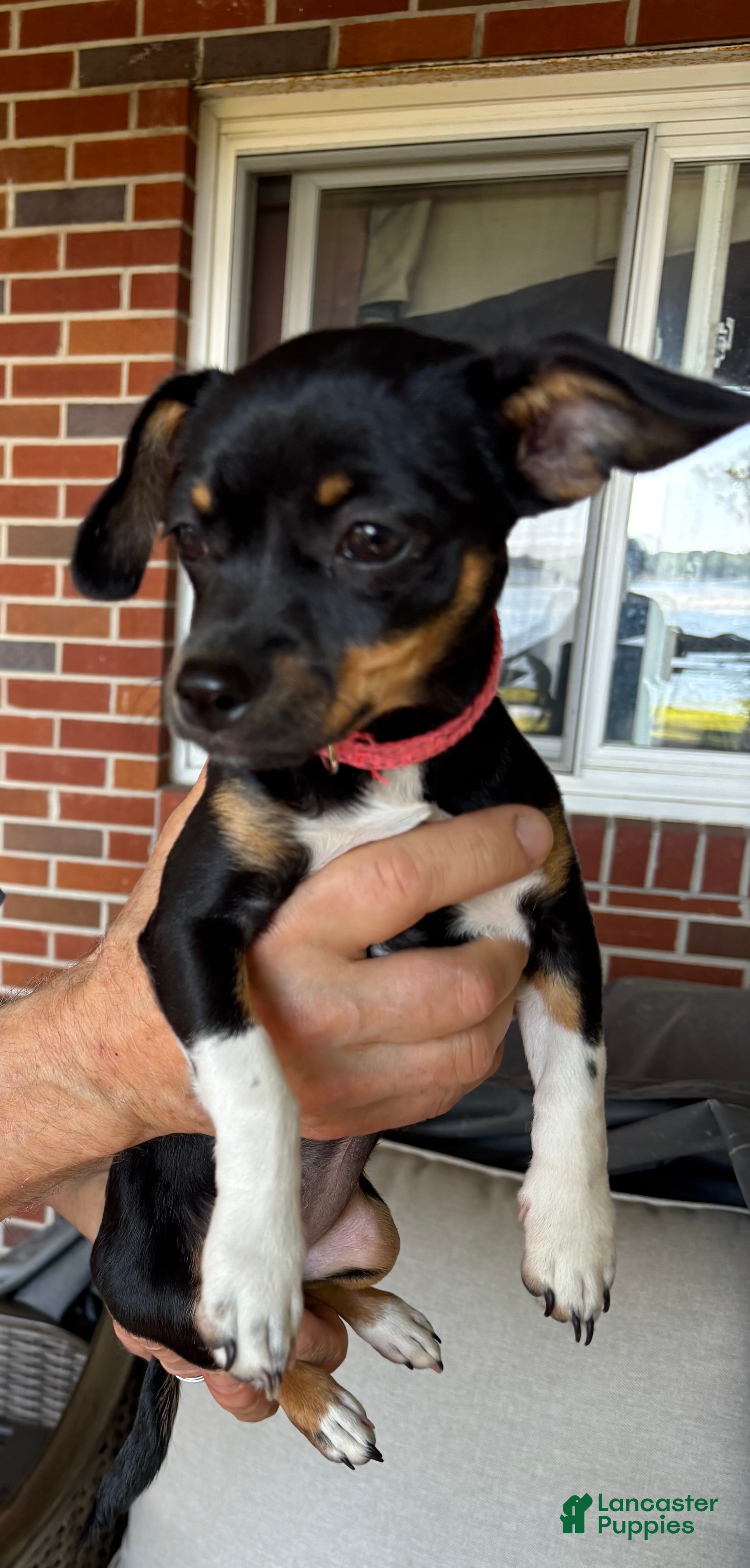 Chihuahua dogs for sale: Chihuahua Puppy 1 - Ad 2