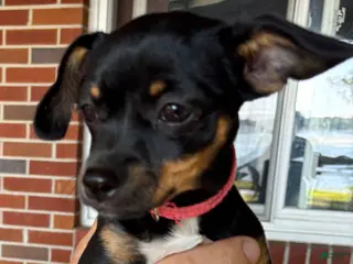 Chihuahua dogs for sale: Chihuahua Puppy 1 - Ad 2