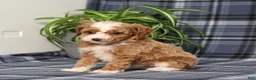 Miniature Poodle dogs for sale: Xoey (Irish Spotting) - Ad 3