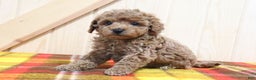 Bichpoo dogs for sale: Izzy - Ad 1