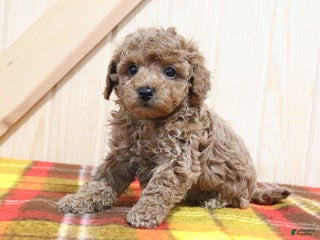 Bichpoo dogs Izzy - Ad 24