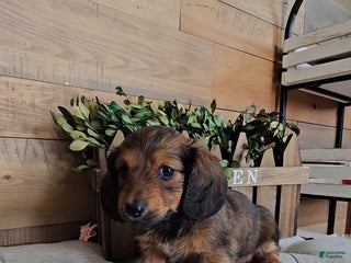 Dachshund dogs - Ad 38