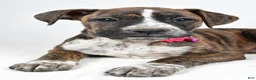 Boxer dogs for sale: Roxan Boxer mix - Ad 4