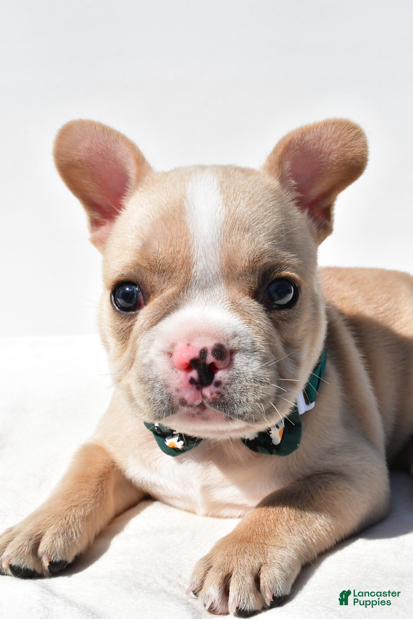 French Bulldog dogs Harley - Ad 2