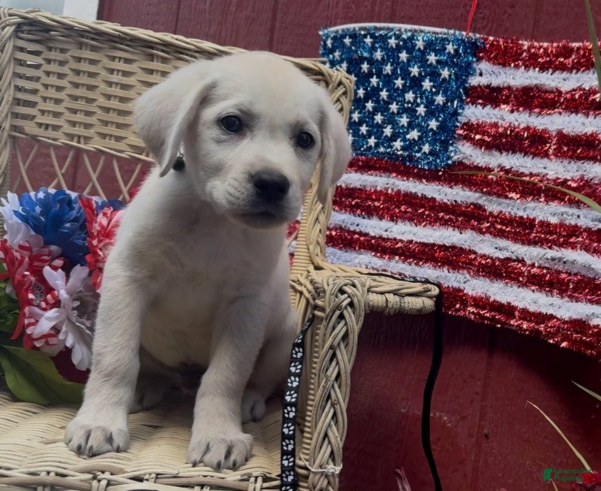 Labrador Retriever dogs for sale: Blake_Male - Ad 4