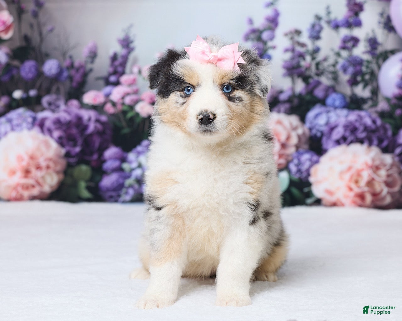 Australian Shepherd dogs Luci - Ad 1