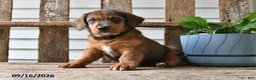 Mixed Breed dogs for sale: Mindy - Ad 3