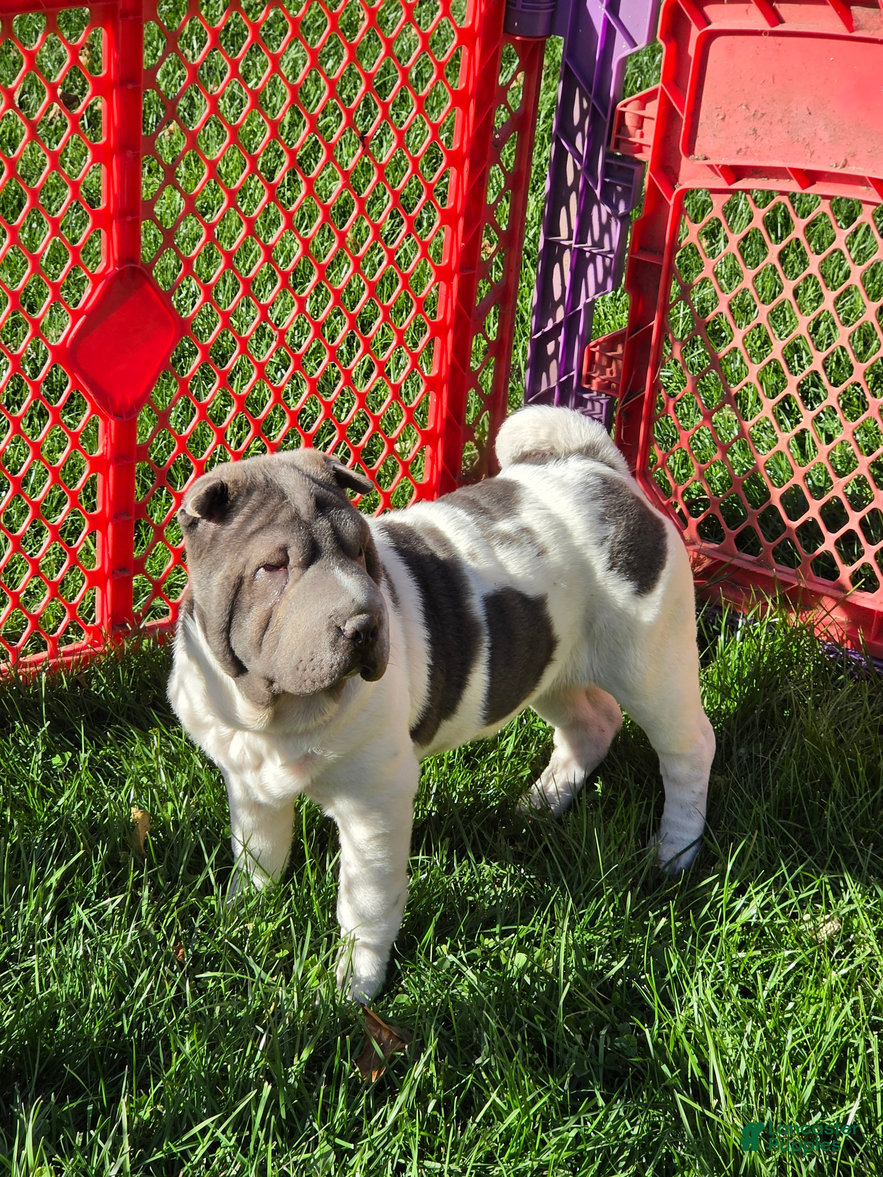 Shar Pei dogs for sale: Bluebelle - Ad 1