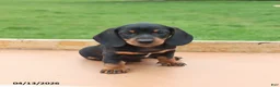 Miniature Dachshund dogs for sale: Lonnie - Ad 5
