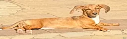 Dachshund dogs for sale: Sophie - Ad 3