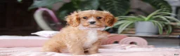 Cavapoo dogs for sale: Rita - Ad 3