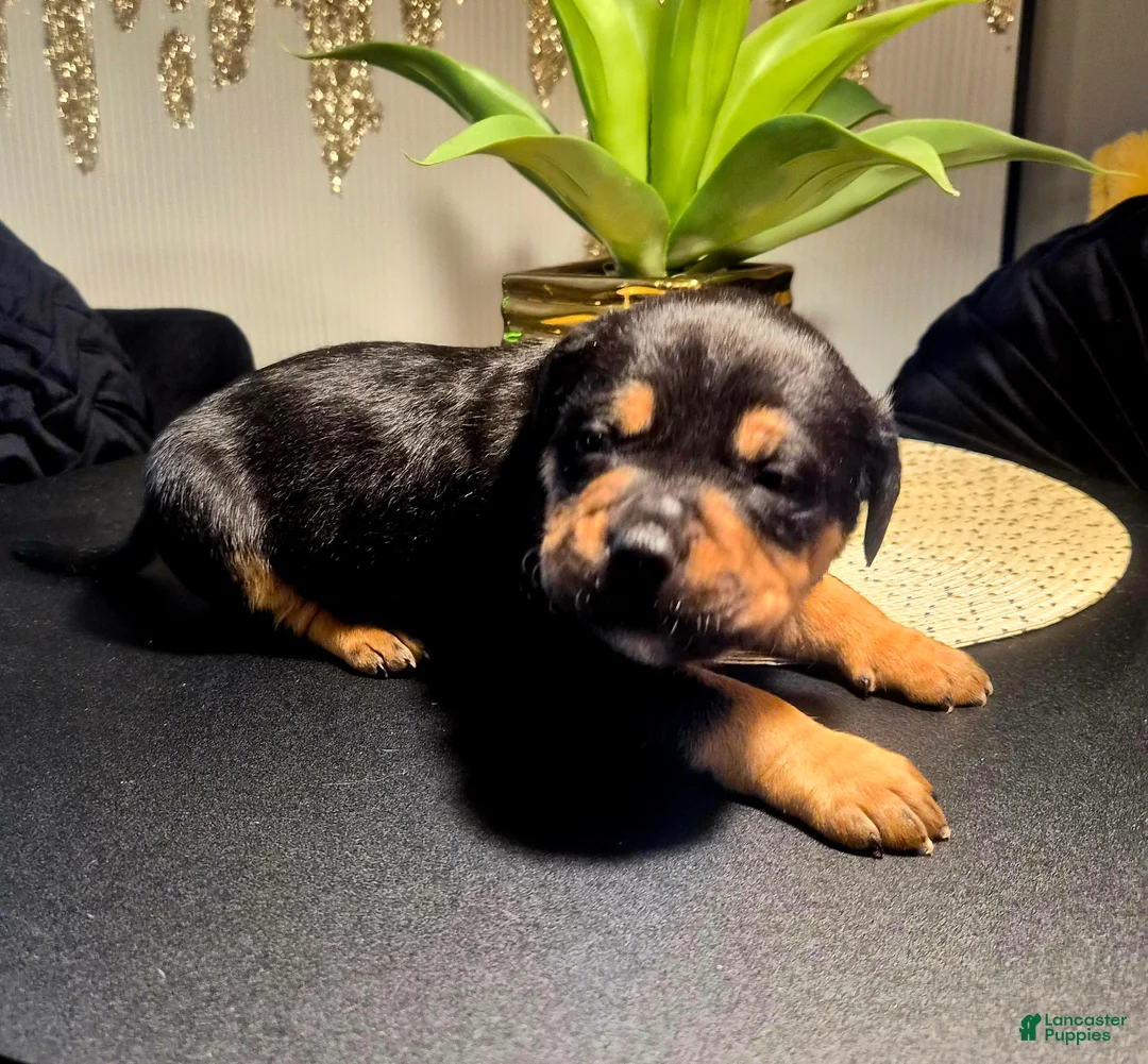 Mixed Breed dogs for sale: "LUDACRIS" - Ad 2