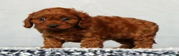 Cavapoo dogs for sale: Fifi - Ad 8