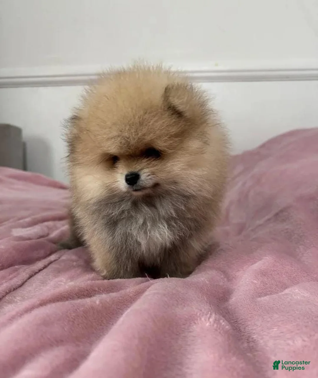 Pomeranian dogs for sale: Maya - Ad 16