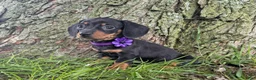 Miniature Dachshund dogs for sale: Sally - Ad 1