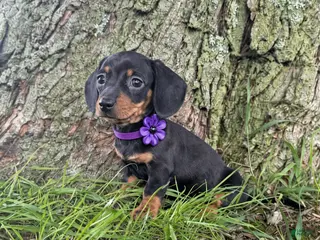 Miniature Dachshund dogs Sally - Ad 12