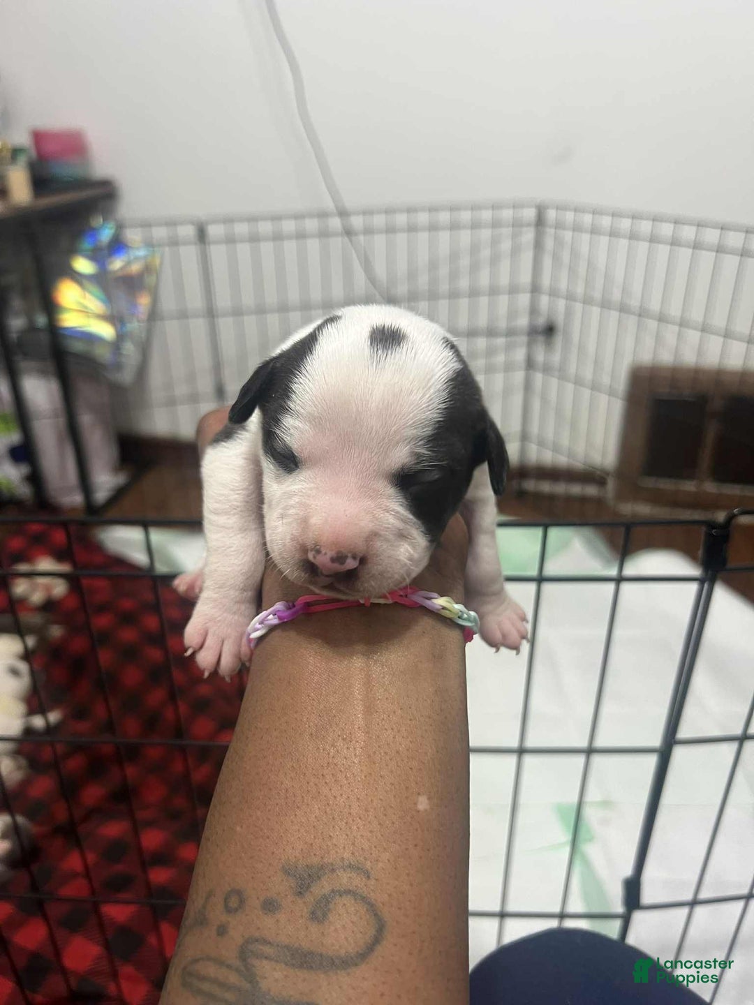 American Bully dogs for sale: Oreo - Ad 1