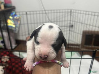 American Bully dogs Oreo - Ad 10