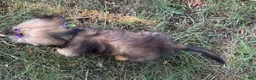 Mixed Breed dogs for sale: Hazel - Ad 5