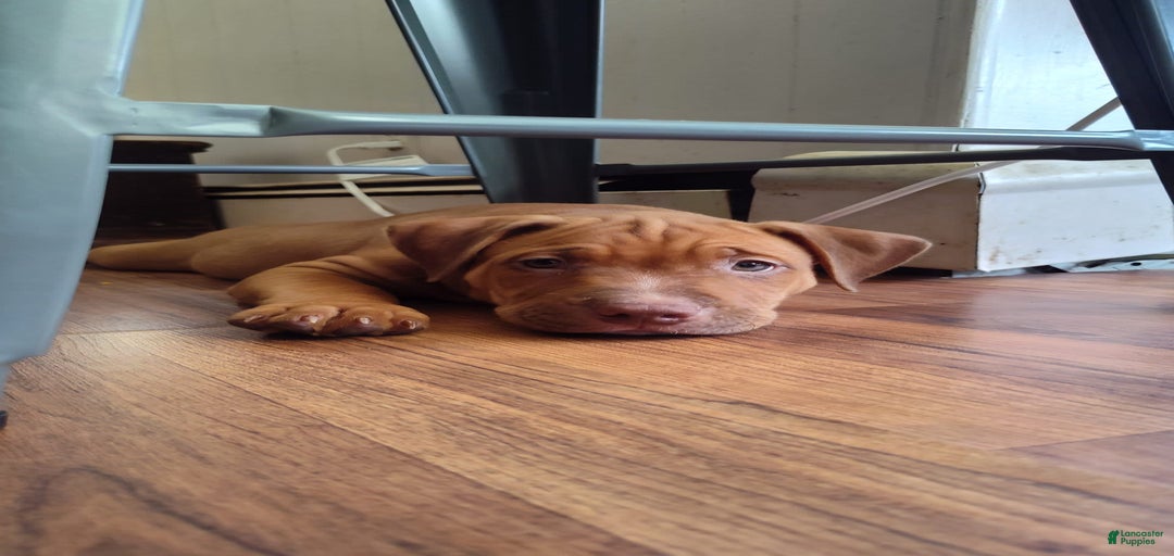 Gallery Image {{count}}