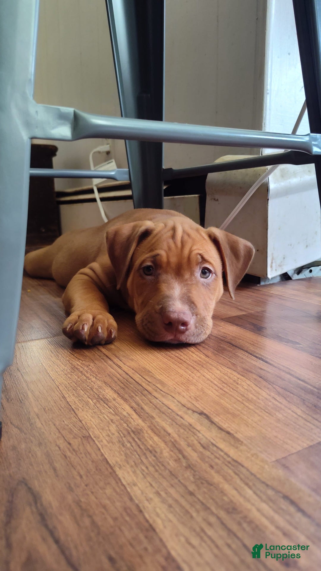 Gallery Image {{count}}