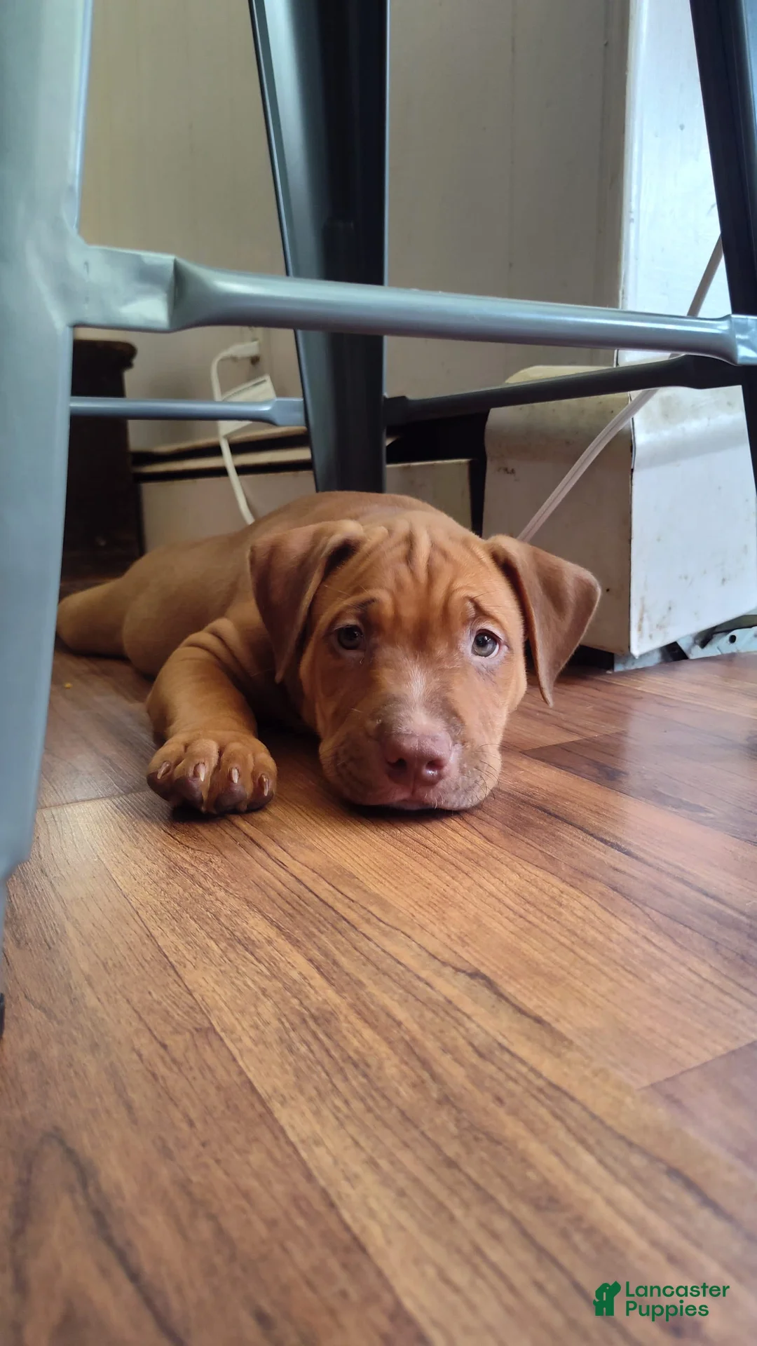 Gallery Image {{count}}